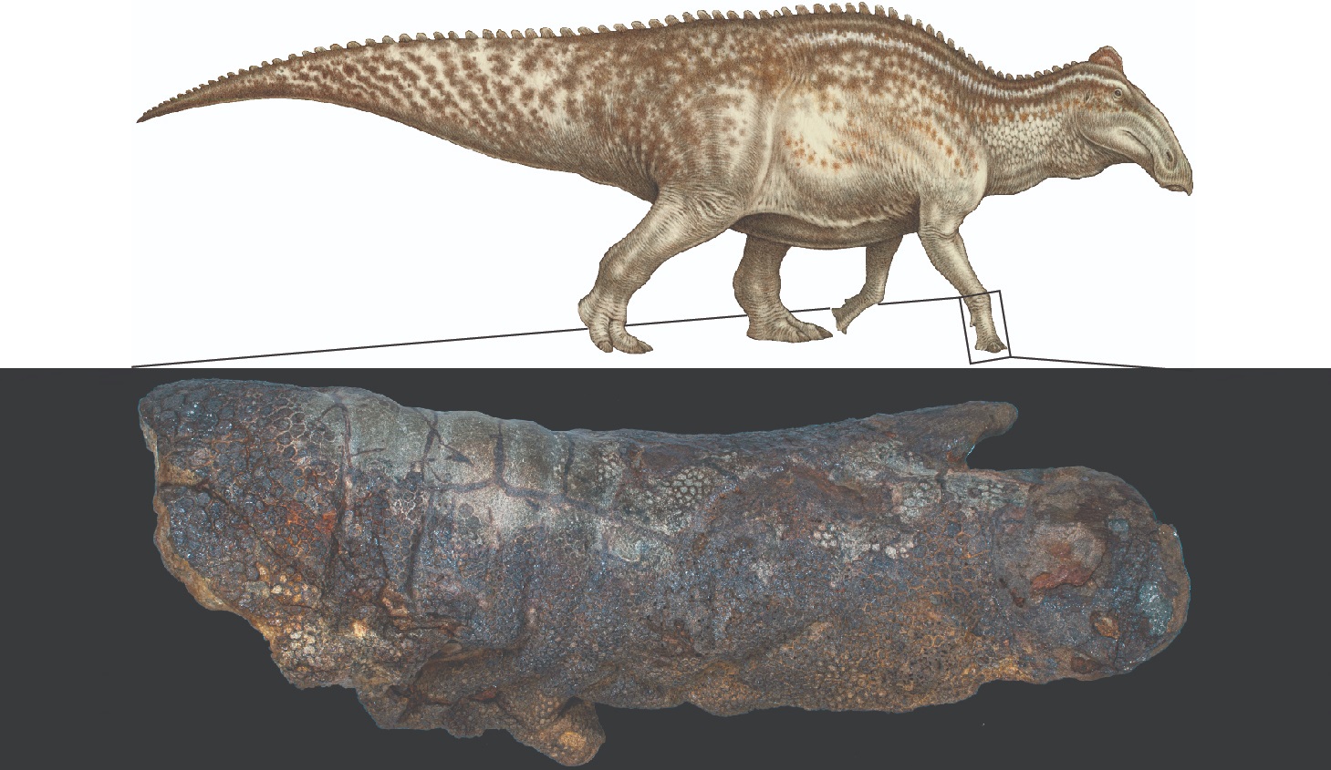 Full color Edmontosaurus reconstruction by Natee Puttapipat, CC-BY 4.0 (https://creativecommons.org/licenses/by/4.0/)