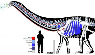 Dinosaur respiratory system