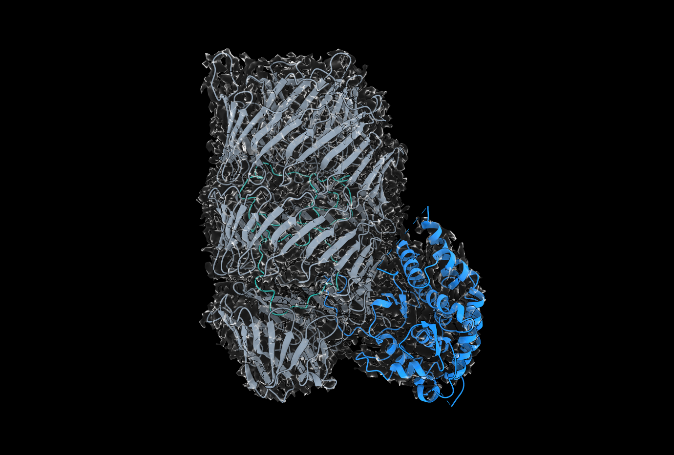 Stylised depiction of the A. baumannii Tse15 toxin as determined by Cryogenic Electron Microscopy (Cryo-EM). Credit Brooke Hayes