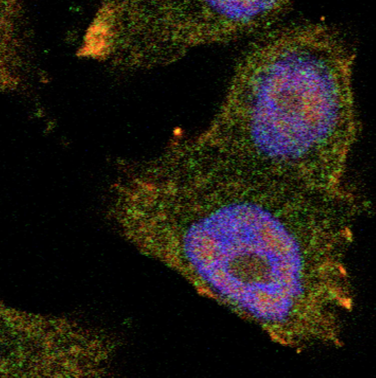 Supplied QIMR Berghofer Medical Research Institute