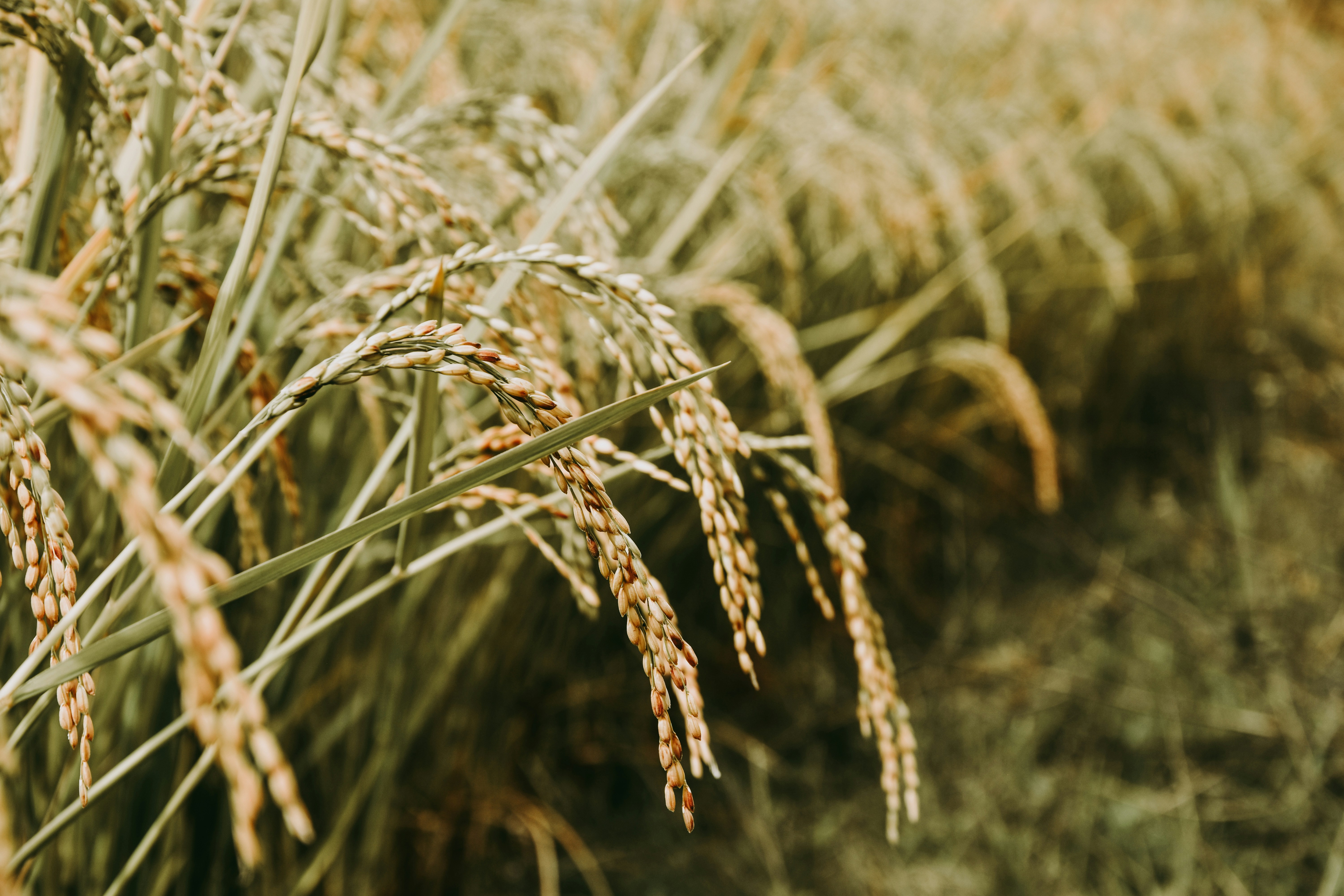 Rice is the primary staple food for more than half of the world's population. Photo: Sandy Ravaloniaina/Unsplash