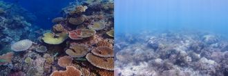 Pristine coral and eutropohied coral on Great Barrier Reef