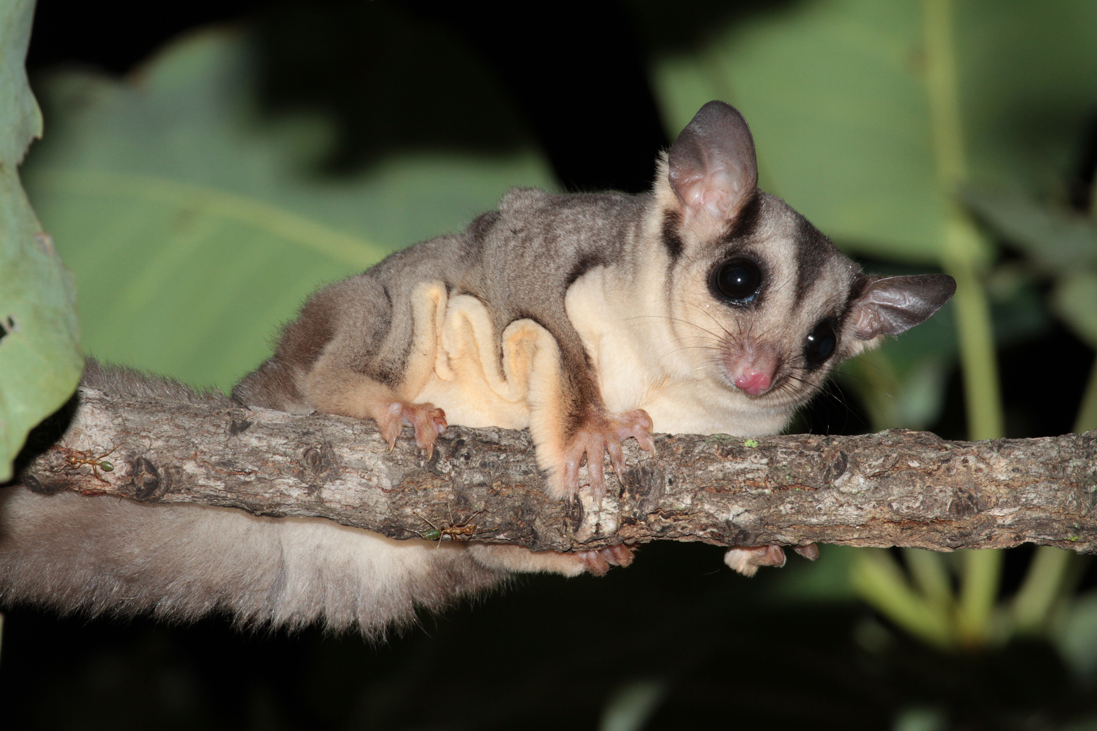The savanna glider (Petaurus ariel) is the Territory’s newest mammal species. Photo: Michael Barritt