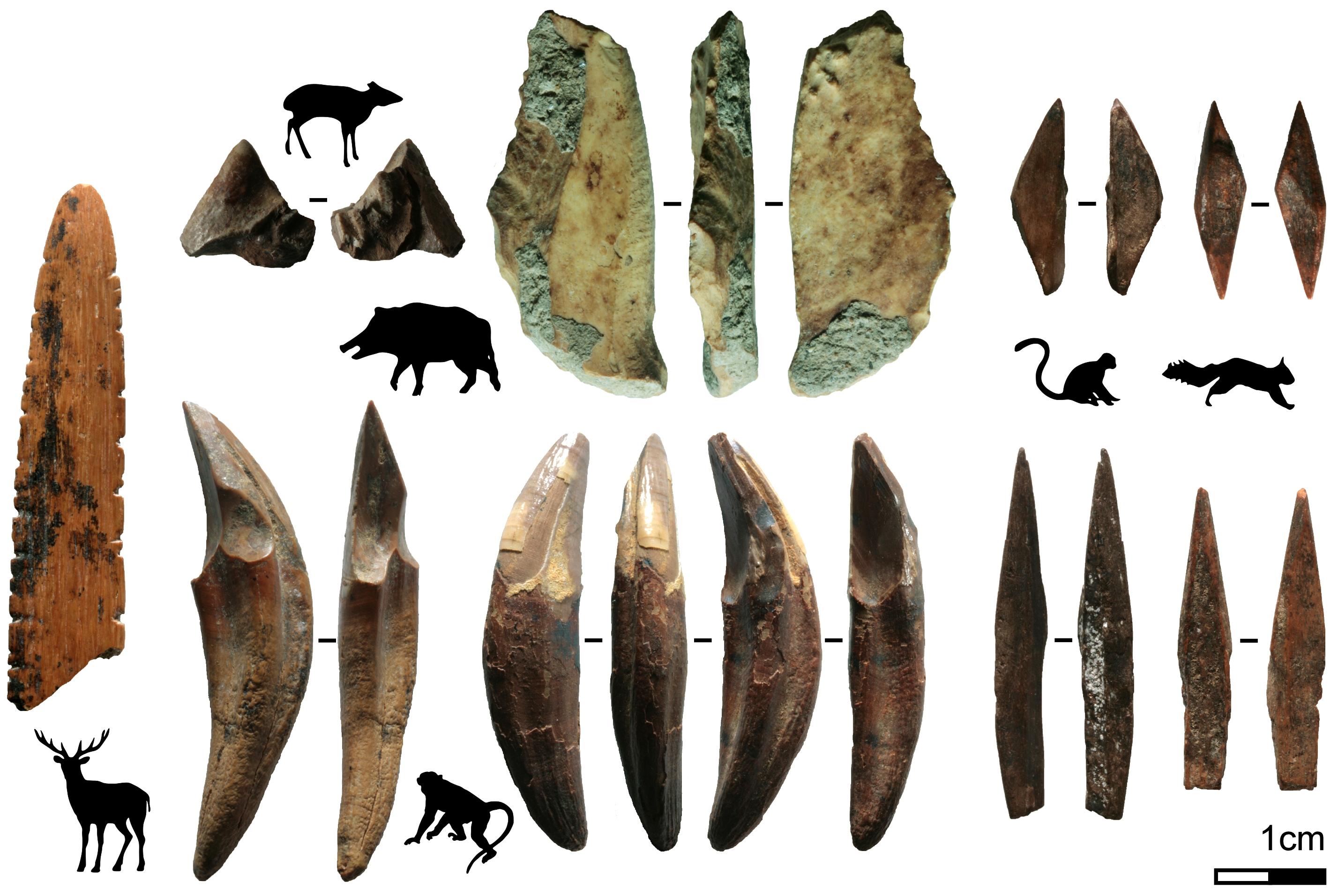 Bone technology of Fa-Hien Lena -- Tools made from bone and teeth of monkeys and smaller mammals recovered from Fa-Hien Lena, Sri Lanka. This technology included small bone arrow points, and skin or plant-working tools. (Image: O. Wedage & M. C. Langley).
