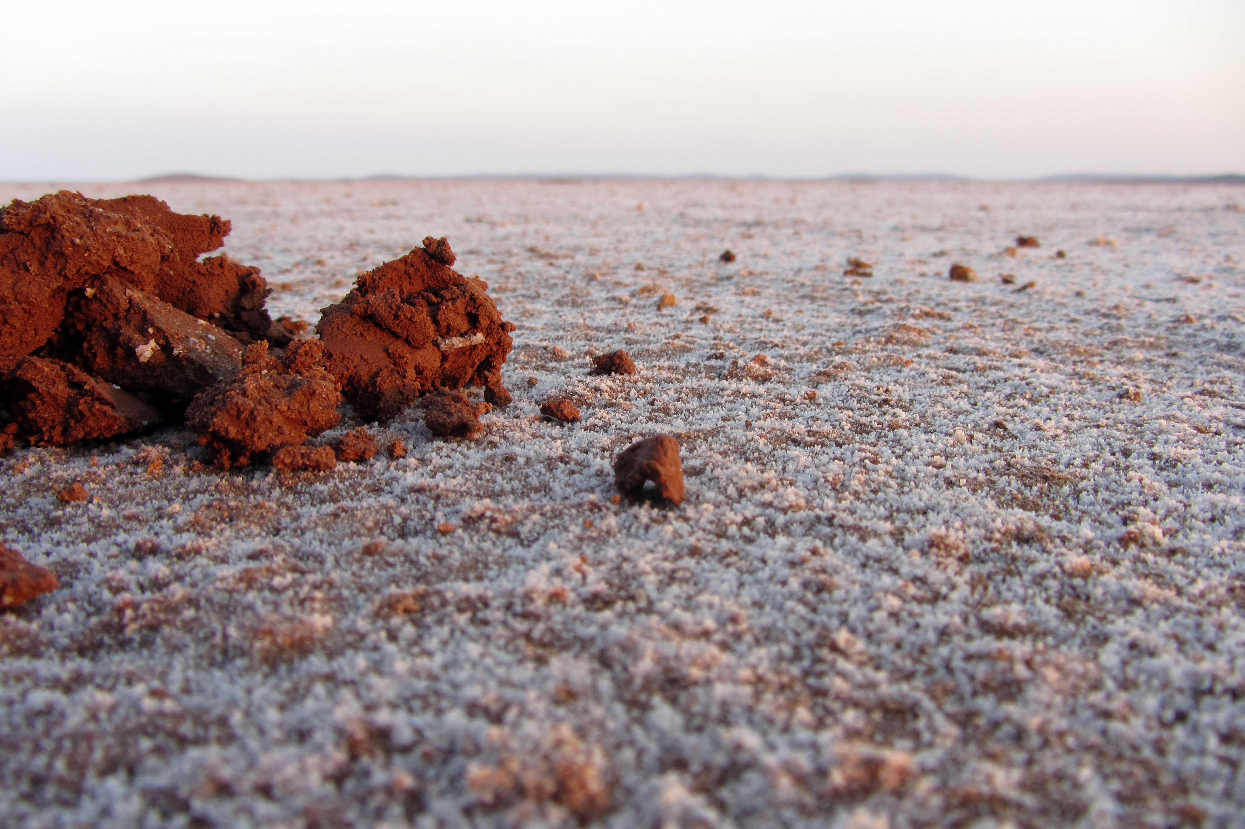The archaeal organism Haloferax volcanii is a common inhabitant of salt lakes around the globe, such as the partly dry Lake Gairdner in South Australia. Picture by Bernhard Tschitschko.