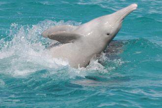 dolphin mixed species group