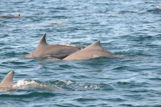 dolphin mixed species group