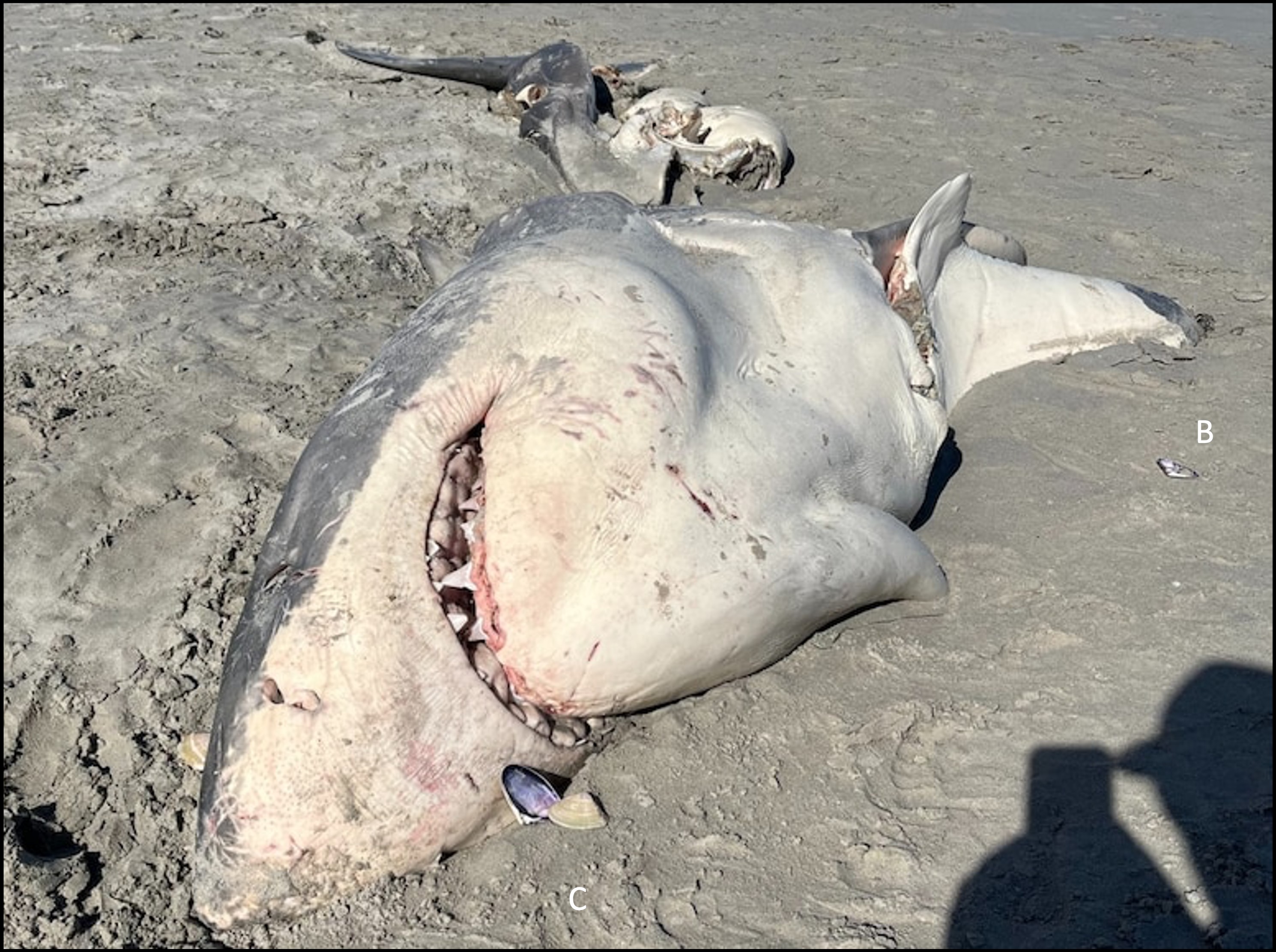 The white shark carcass washed ashore near Portland in Victoria, October 2023.  Photo courtesy: Ben Johnson, Portland Bait and Tackle
