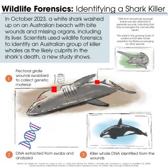 Infographic