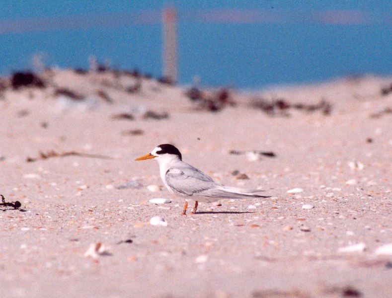 Released under a CC BY 4.0 licence by New Zealand Wikipedian at Large. See GLAM/DOC for more info.