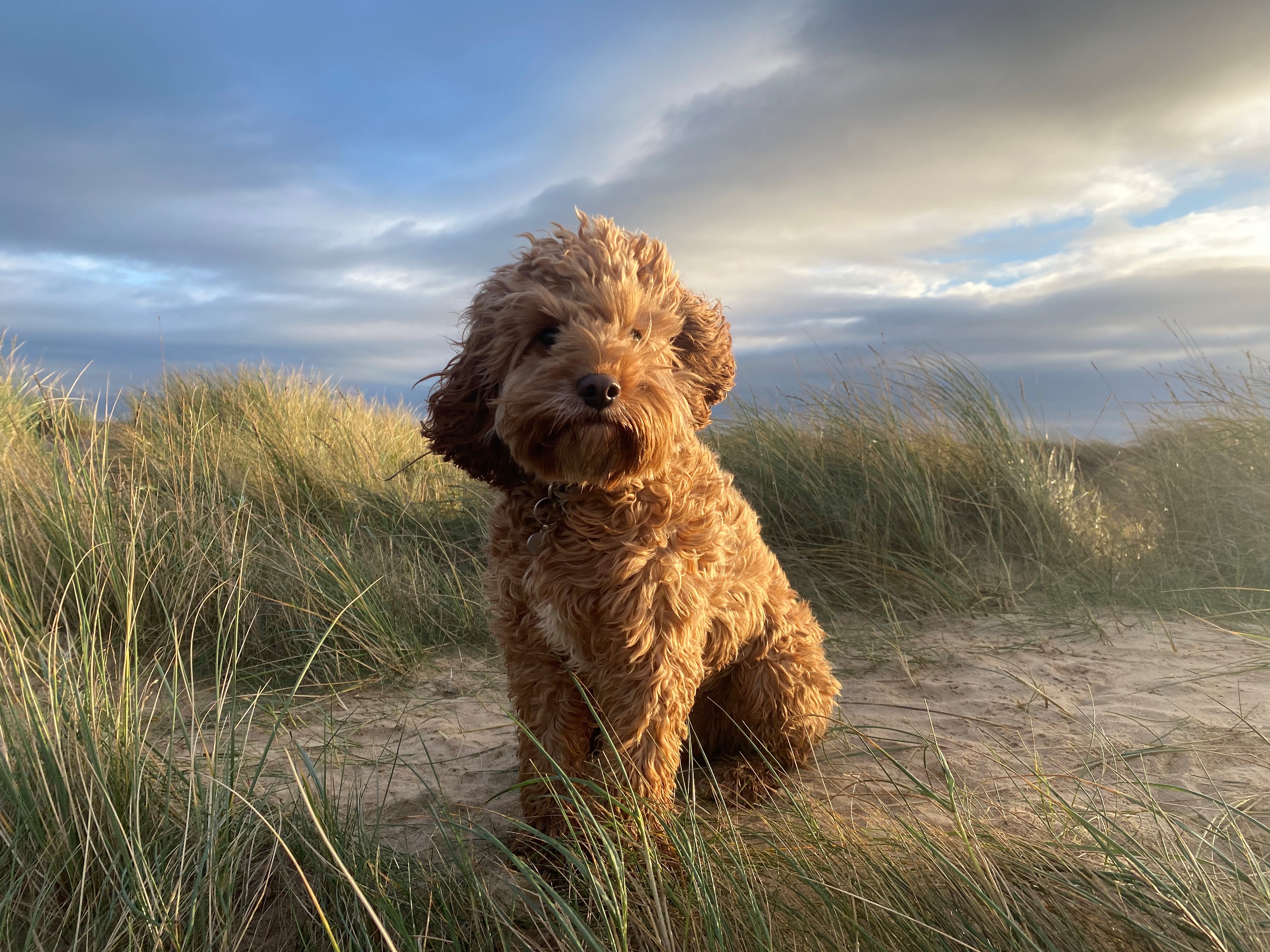Royal Veterinary College, CC-BY 4.0 (https://creativecommons.org/licenses/by/4.0/)