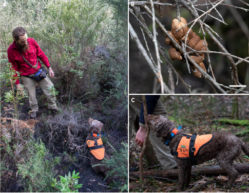 Figure 1. Wildlife Detection Dog, Daisy, on the trail of Hypocreopsis amplectens - Cell Press iScience
