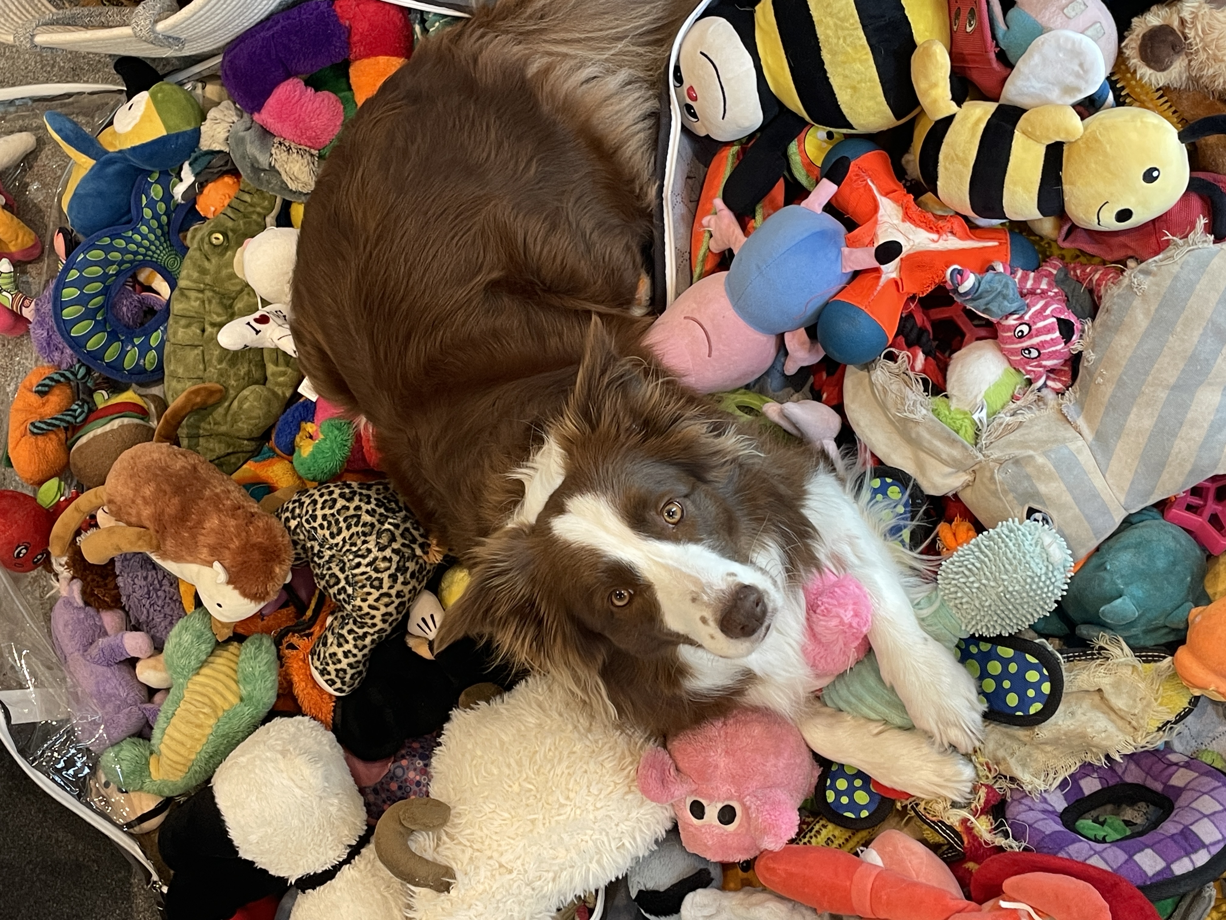Gaia, a 'gifted word learner' dog