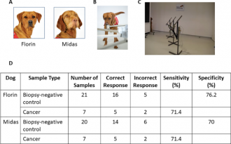 Study schema for canine olfaction trial