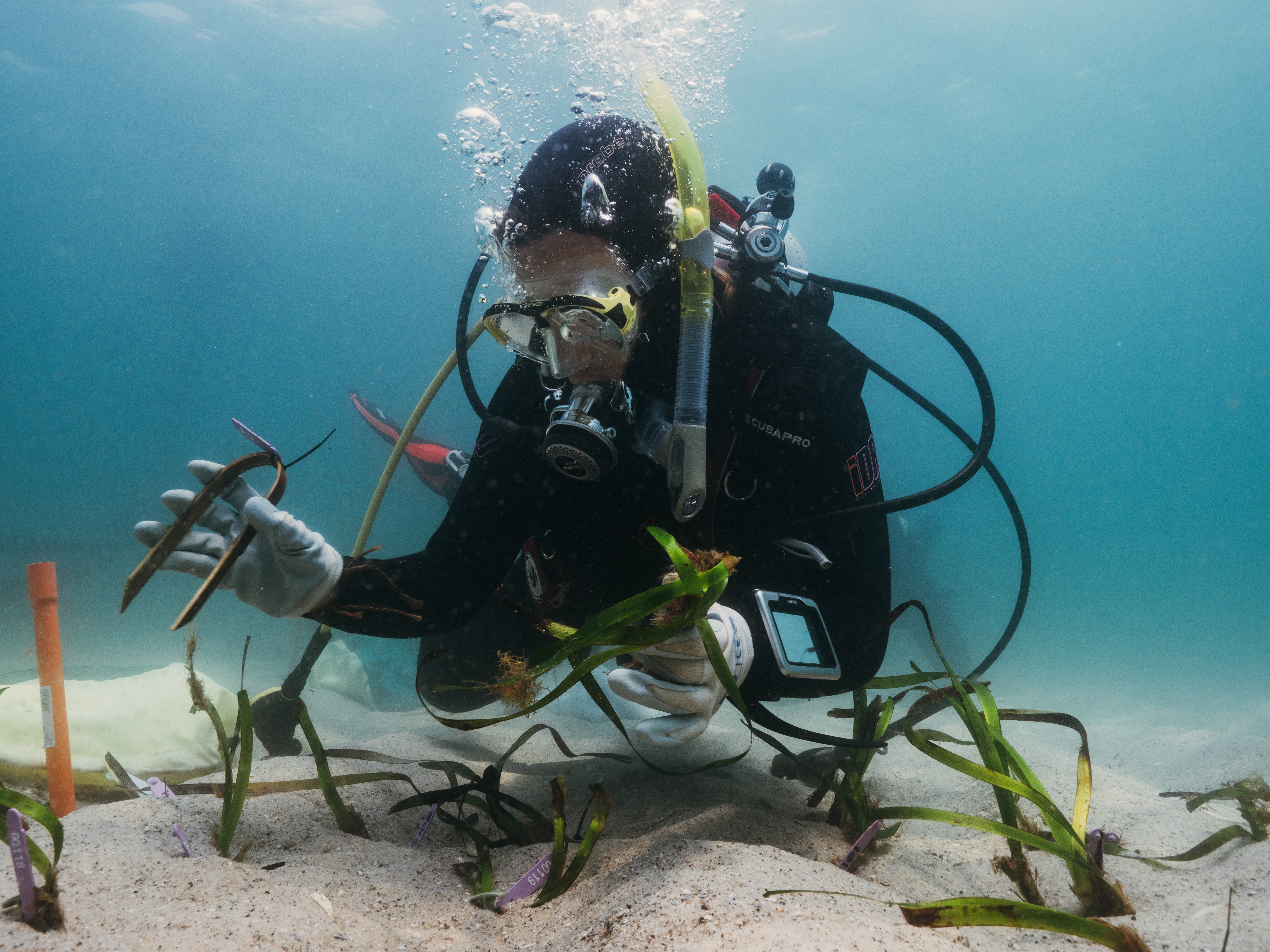 UNSW Science's Giulia Ferretto planting Posidonia australis into old boat mooring scars in Port Stephens. Photo: Grumpy Turtle Creative.