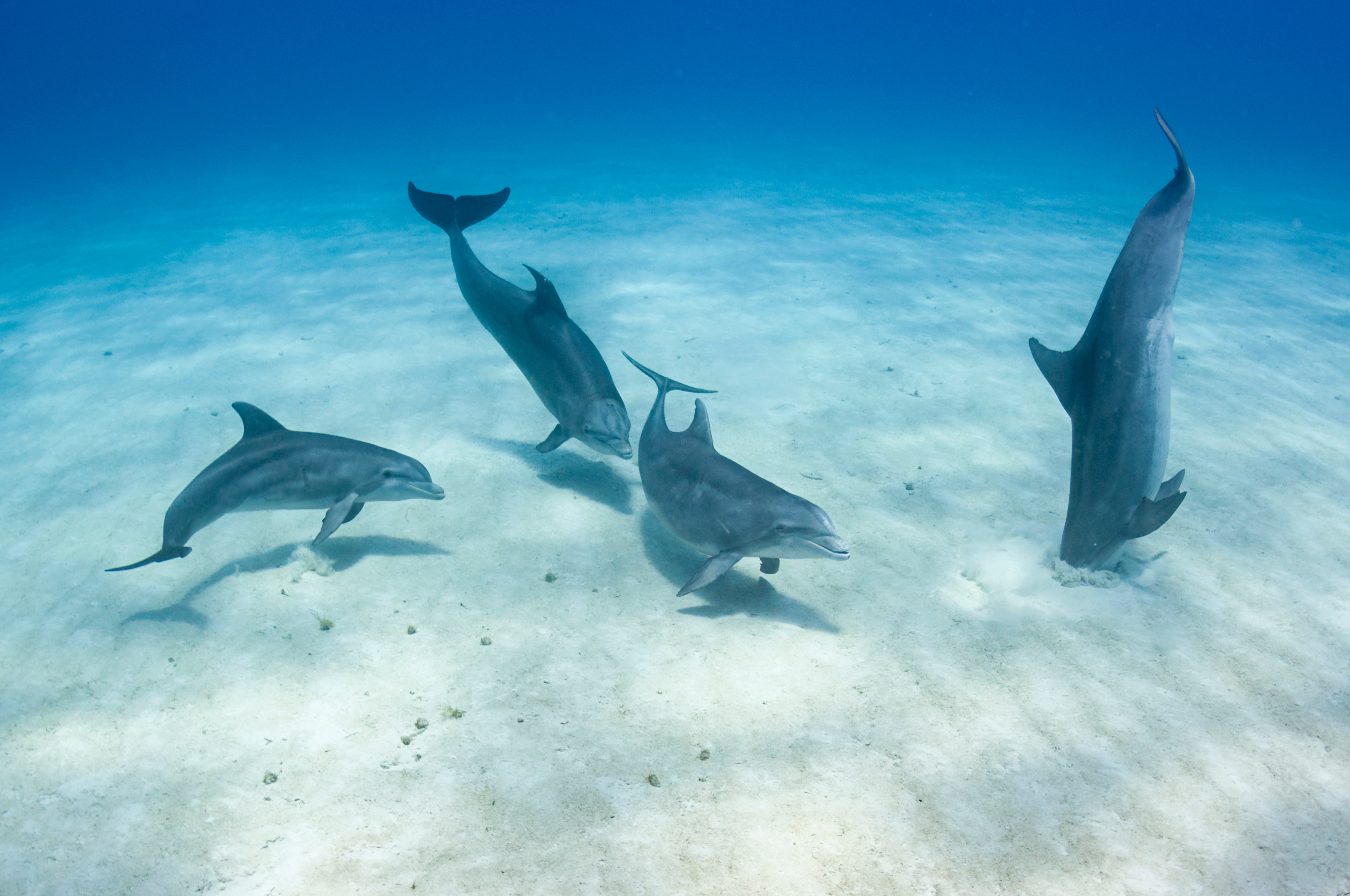 Bottlenose dolphins crater feeding, burrowing in the sand with their rostrums, on a sand bank in The Bahamas. Photo credit: Shane Gross
