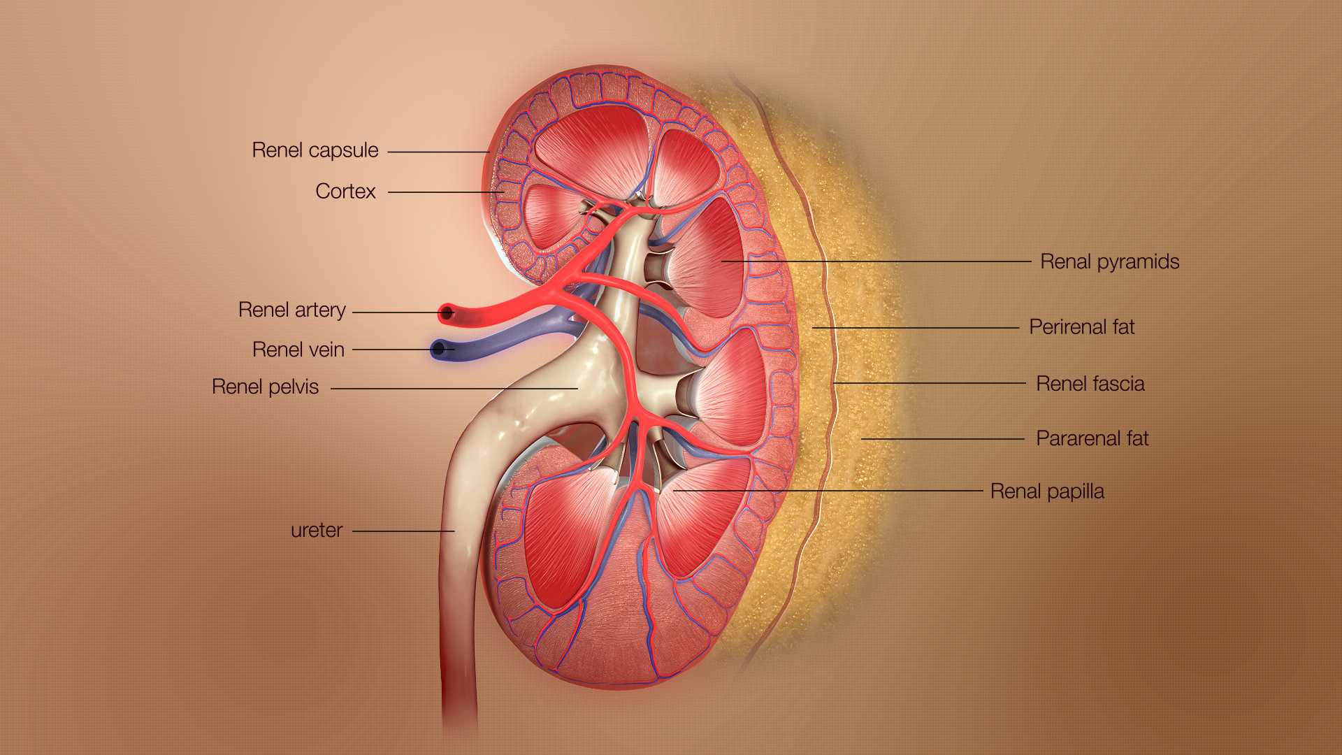 CC-0. https://commons.wikimedia.org/wiki/File:3D_Medical_Animation_depicting_Kidney_Layers.jpg#/media/File:3D_Medical_Animation_depicting_Kidney_Layers.jpg