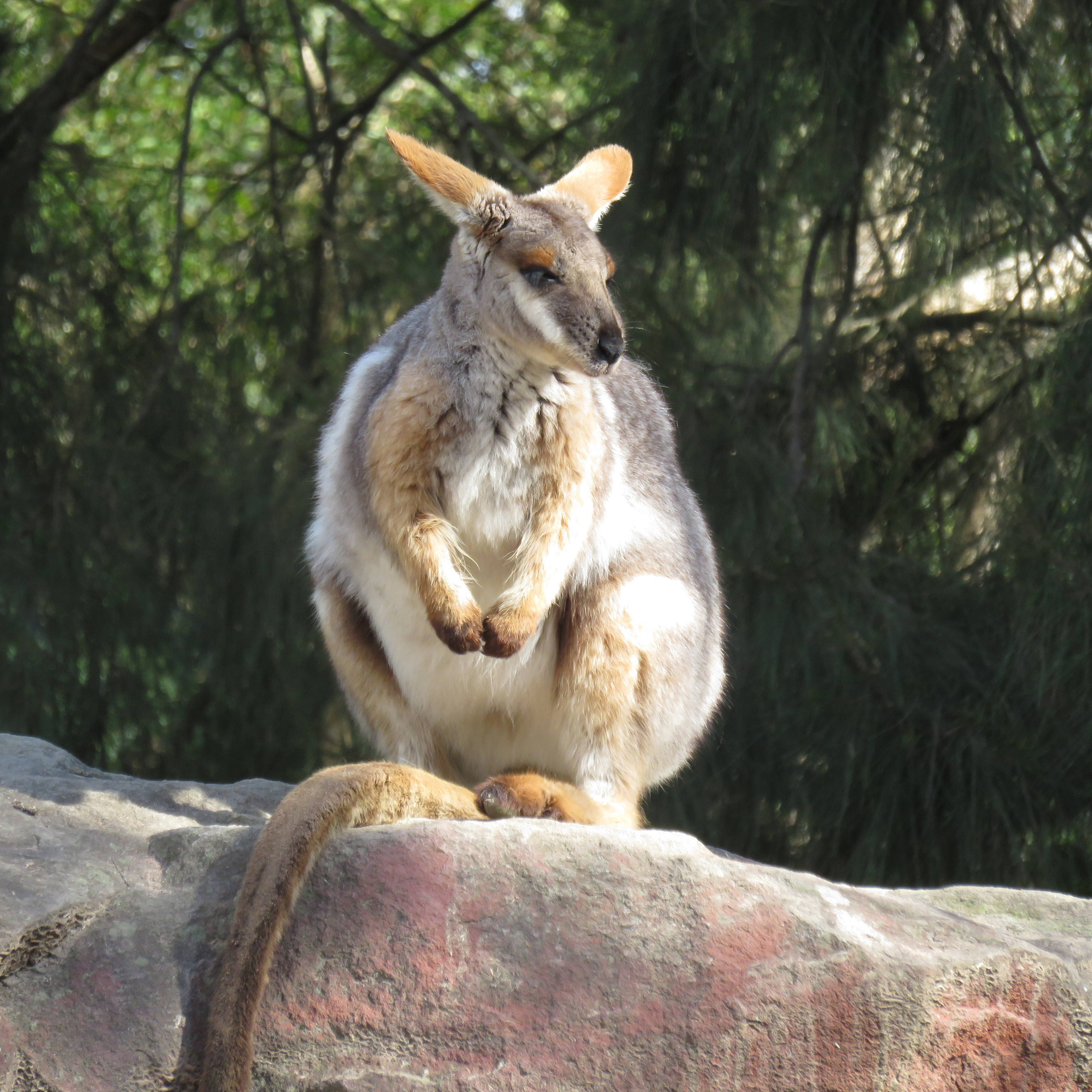 Once found throughout the semi-arid range country in South Australia, New South Wales and south-west Queensland, the yellow-footed rock wallaby is now endangered in Queensland and NSW and vulnerable in SA. Image by Philip Barrington from Pixabay