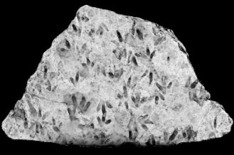 Detailed highlights of the rock sample at Biloela in Queensland.