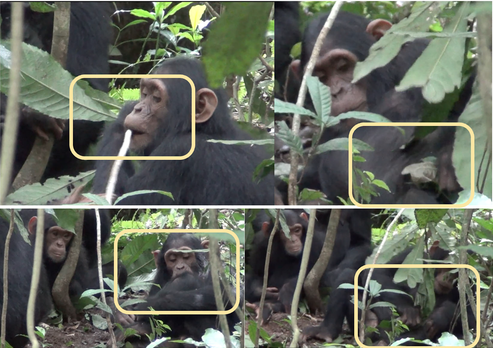 Figure 2: [Top left] KO chews stem bark of A. macrophylla. [Topright] KO detaches leaves from stem and dabs on wounded knee. [Bottoml eft] KO applies chewed stem bark to wound. [Bottom right]KO leaf-dabs with attached leaves. CREDIT: Freymann, et al (2025)