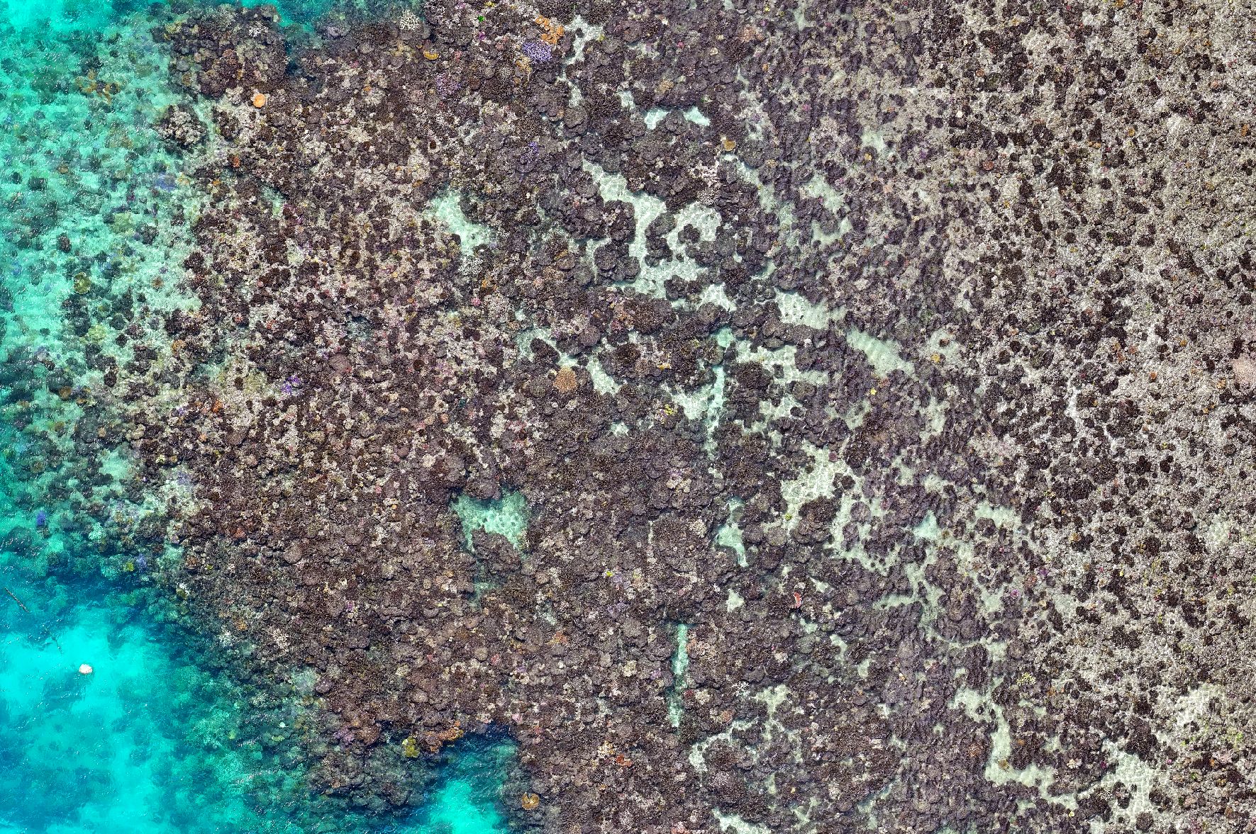 Post-bleaching on Lizard Island, Queensland. Karen Joyce