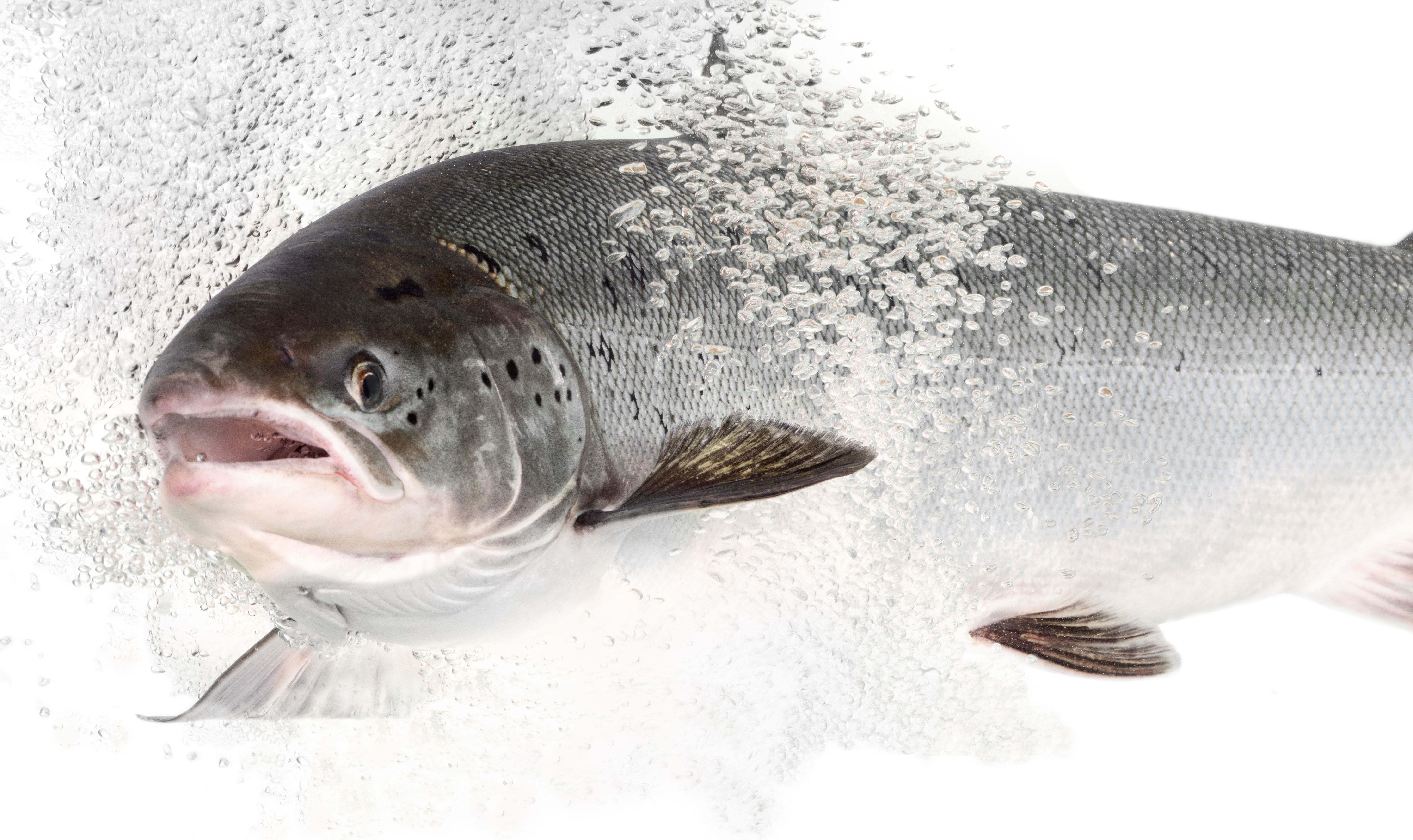 Adult Atlantic salmon. Credit: Jorgen Wiklund