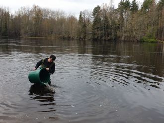 Atlantic salmon study