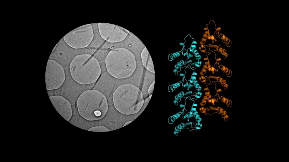 Rod-shaped MyD88 microcrystals on an electron microscopy grid (left), and the structural model derived from crystal diffraction data (right). Credit: Hongyi Xu and Thomas Ve 