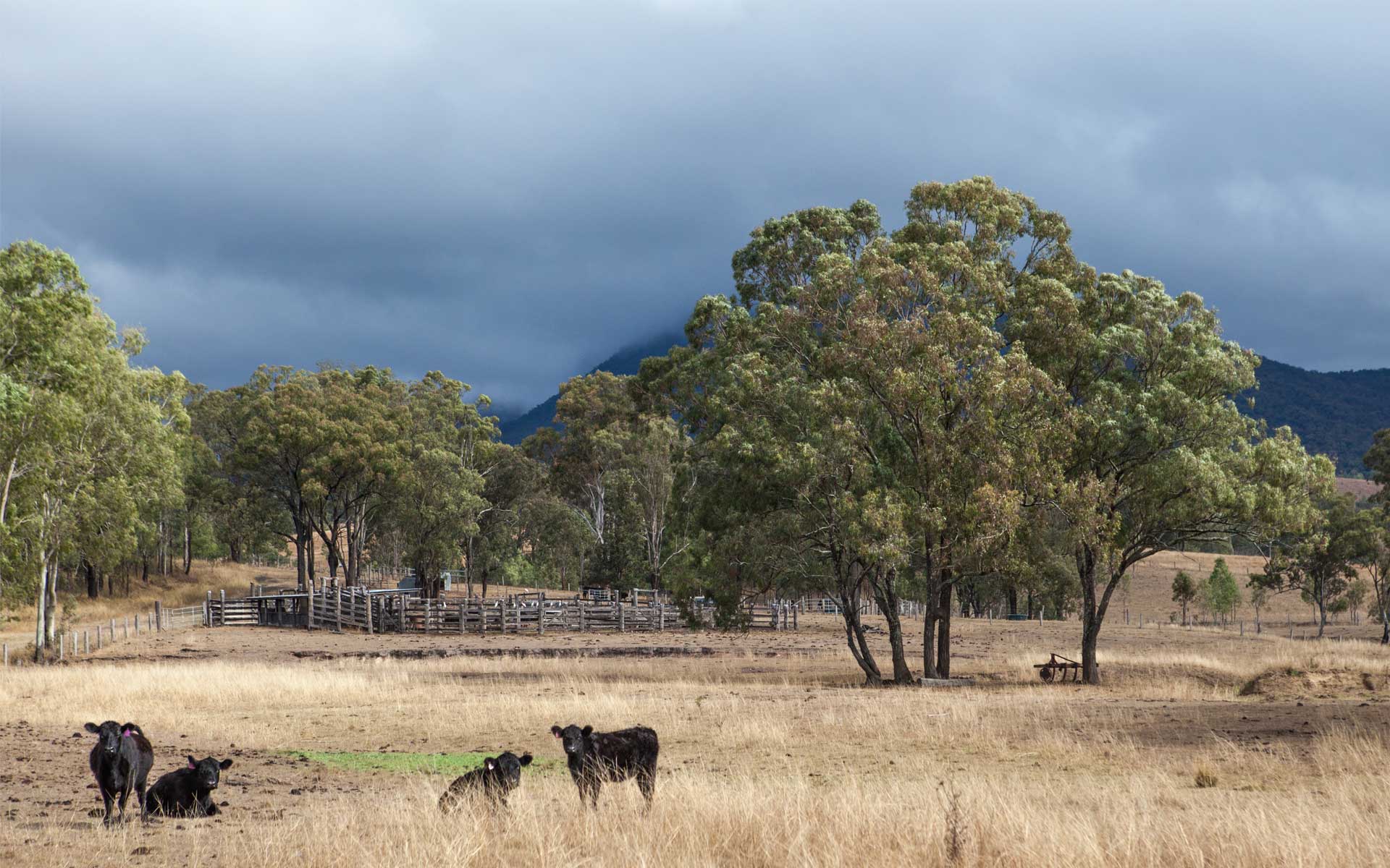 Dung, which is an important resource for millions of people worldwide, can also be used to map herbivore distribution. Photo: Adobe Stock