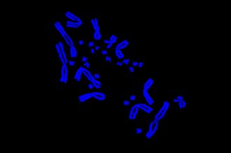 Central bearded dragon cells under a microscope