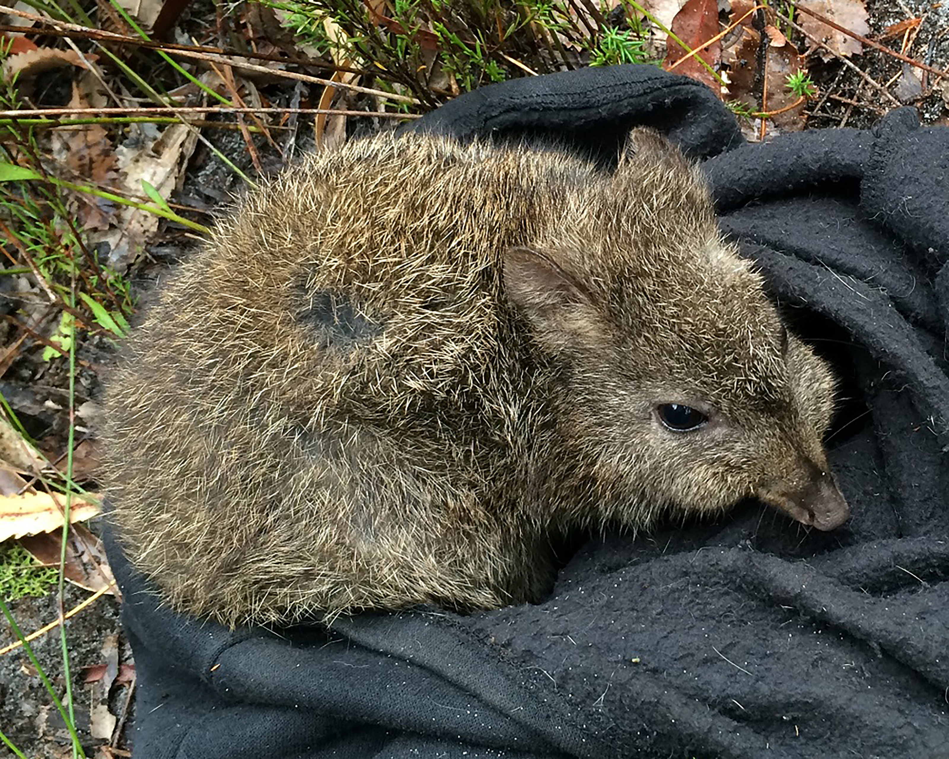 Long-nosed potoroo, courtesy Dr Natasha Robinson