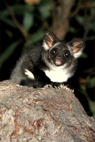 Greater glider