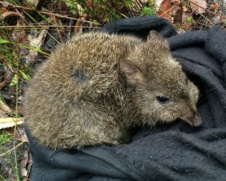 Long-nosed potoroo, 