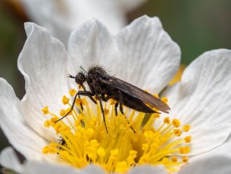 arctic spring_cell_image2