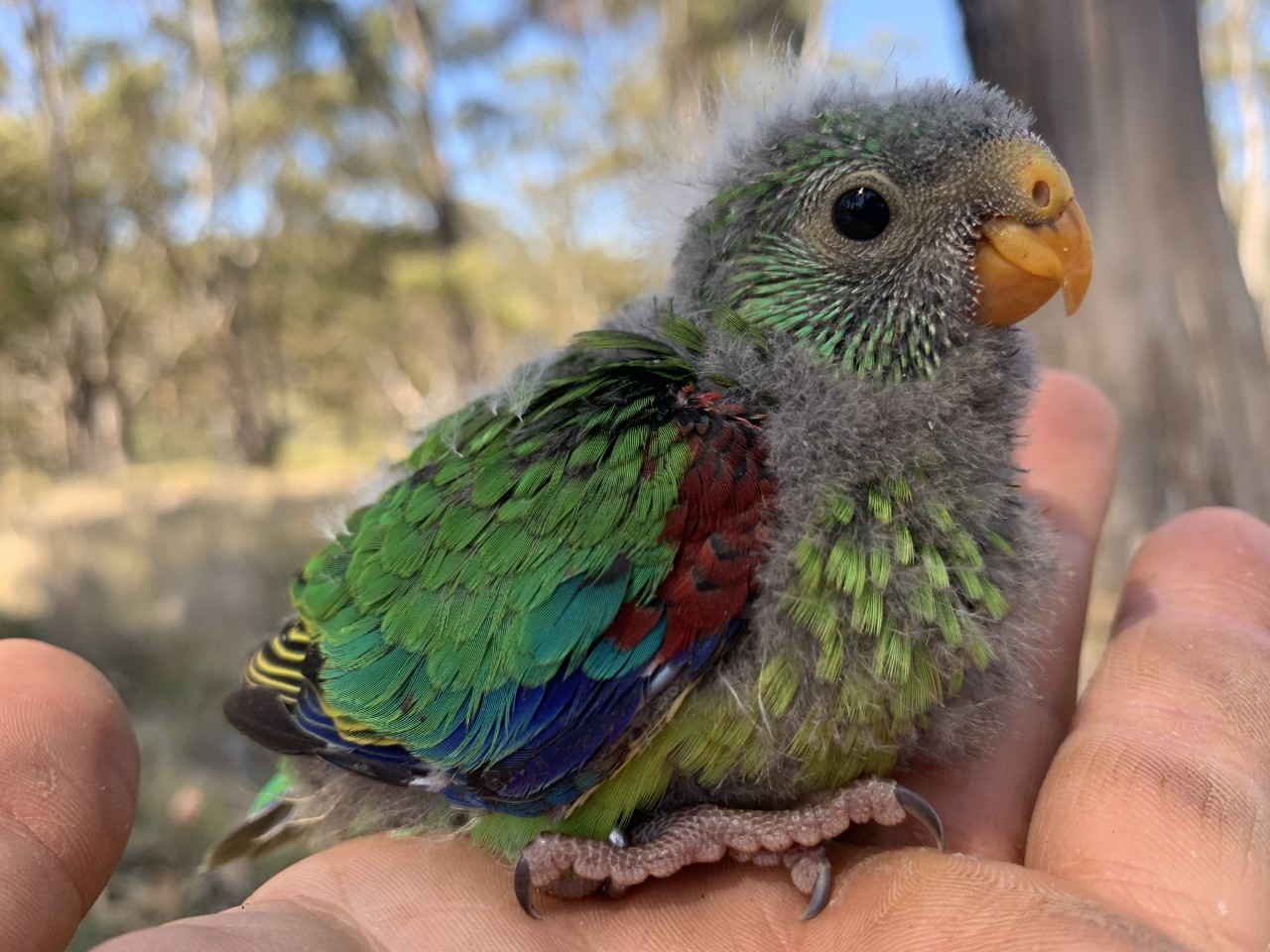 Swift parrot nestling.jpg © D. Stojanovic
