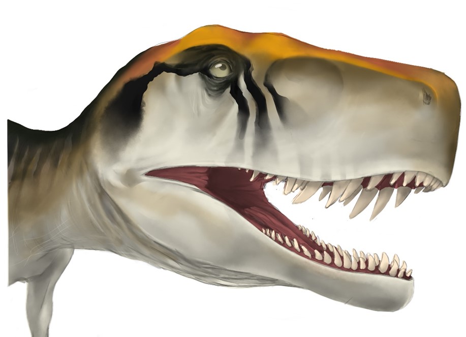Herrerasaurus ischigualastensis is an early saurischian dinosaur. It shared a bipedal, running anatomy common to large carnivorous dinosaurs that would evolve in the future, but this dinosaur lived at a time when dinosaurs were small-bodied and rare.  Image Credit: Kristina Curry Rogers (illustration by Jordan Harris, CC-BY 4.0 (https://creativecommons.org/licenses/by/4.0/)