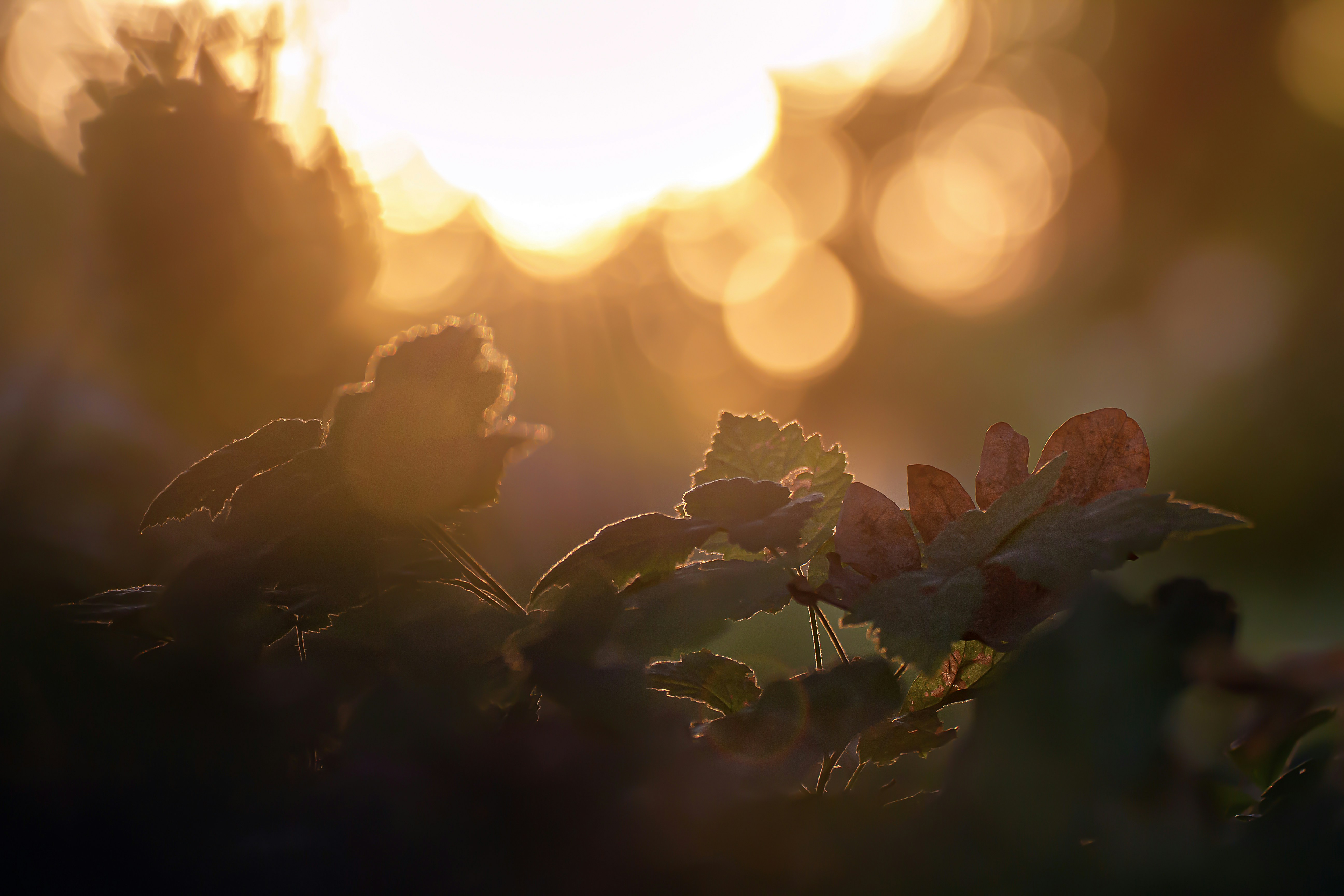 Image by Sylvester Sabo via UnSplash