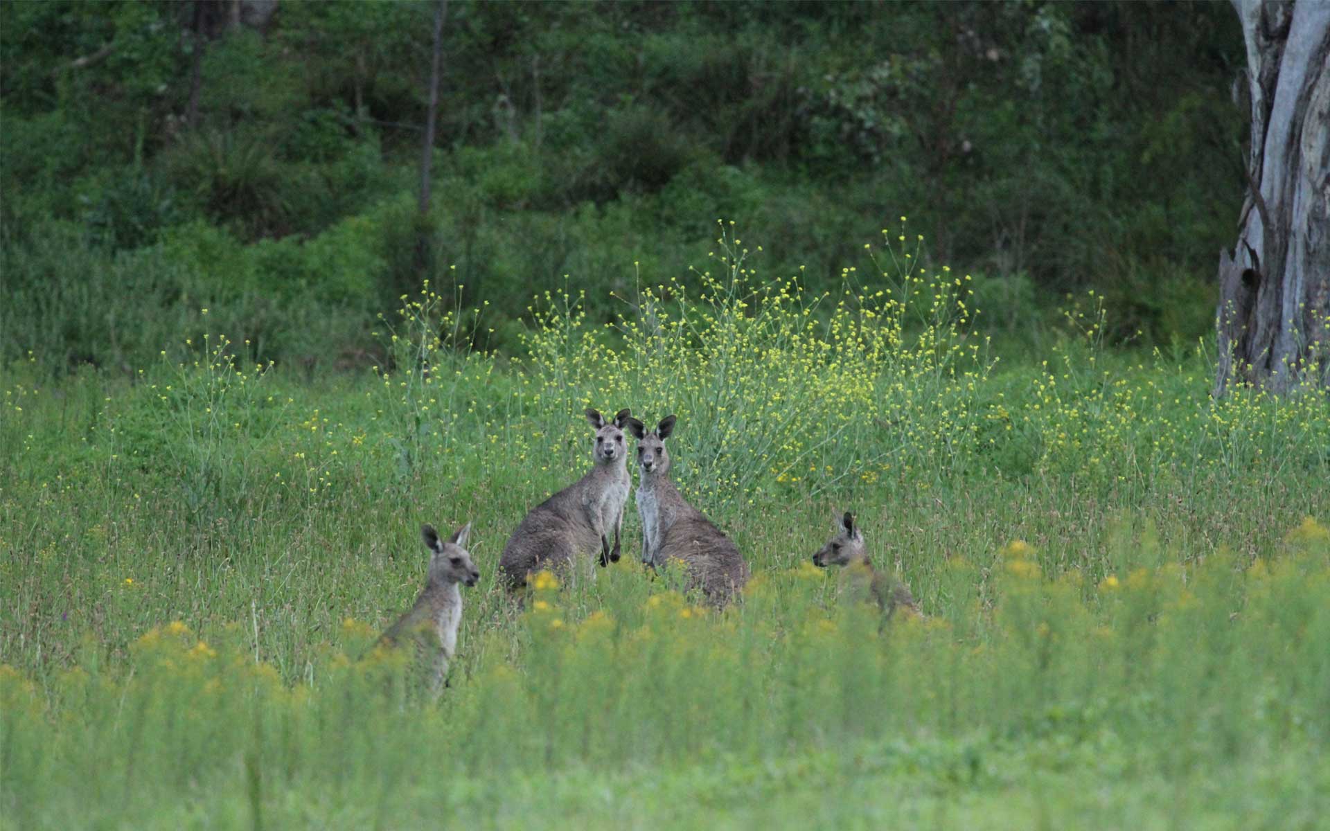 These latest findings into one of Australia’s most iconic animals has potential implications for kangaroo management. Photo: A/Prof. Terry Ord.