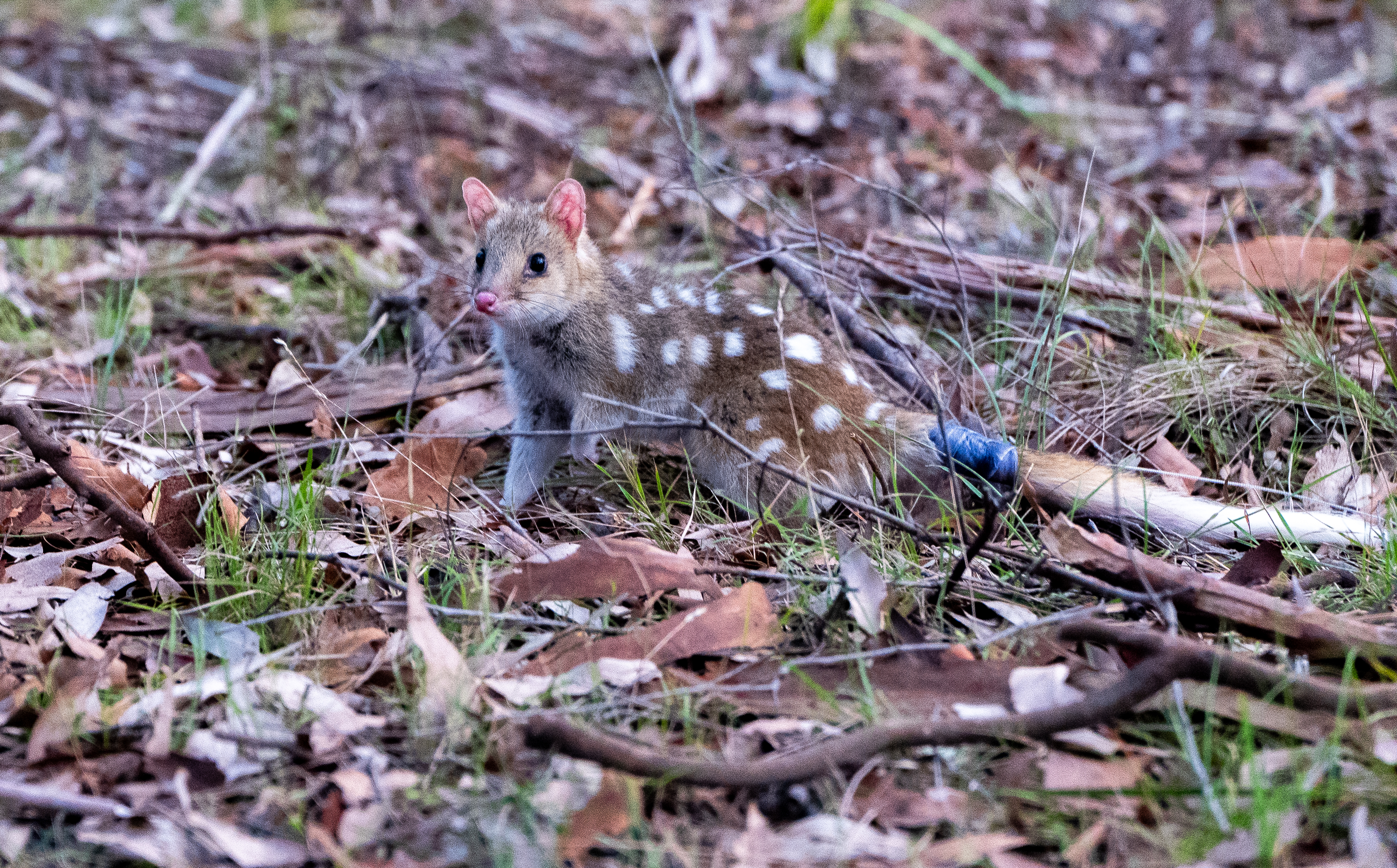 Image courtesy of Aussie Ark