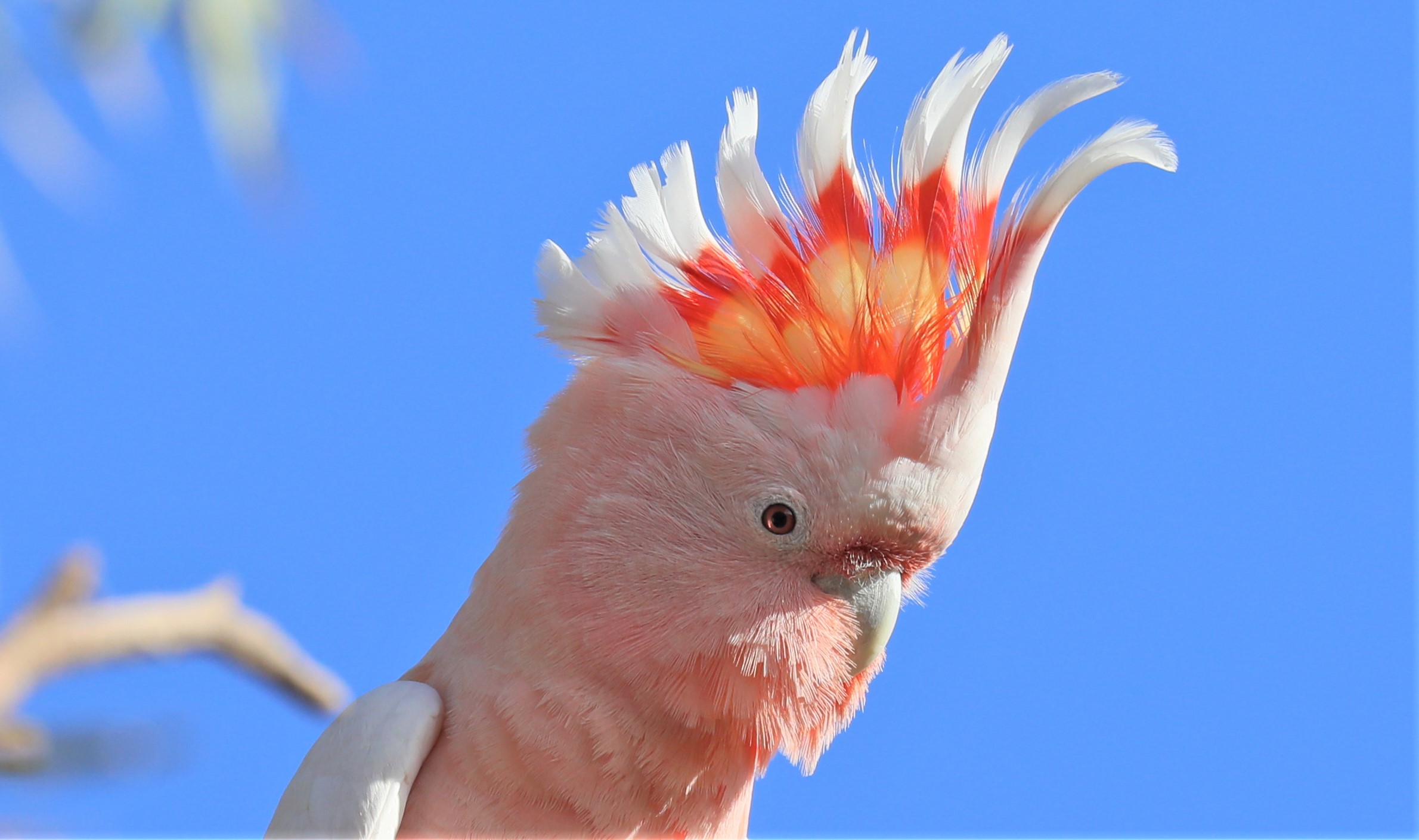 Eastern Pink Cockatoo. Photo: Cecile Espigole