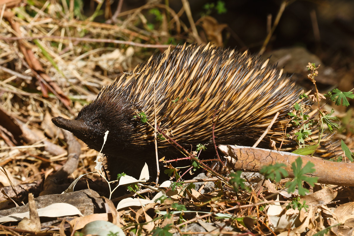 Microbial communities in echidna pseudo-pouches undergo dramatic changes while the animal is lactating, say the University of Adelaide's Isabella Rose Wilson. Credit: Ken Hurley.