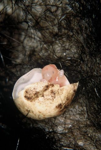 Echidna puggle. Credit: Peggy Rismiller and Michael McKelvey
