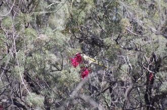 Singing Honeyeater (Gavicalis virescens) on a Grevillea georgeana 