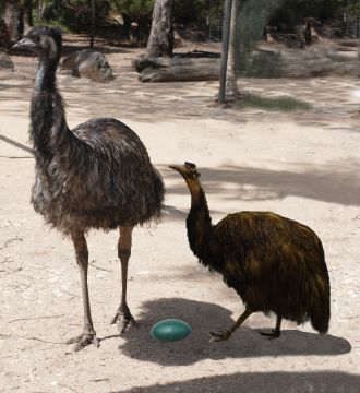 King Island Emu