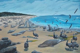 King Island Emu