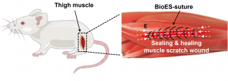 An illustration of wound sealing and healing functions