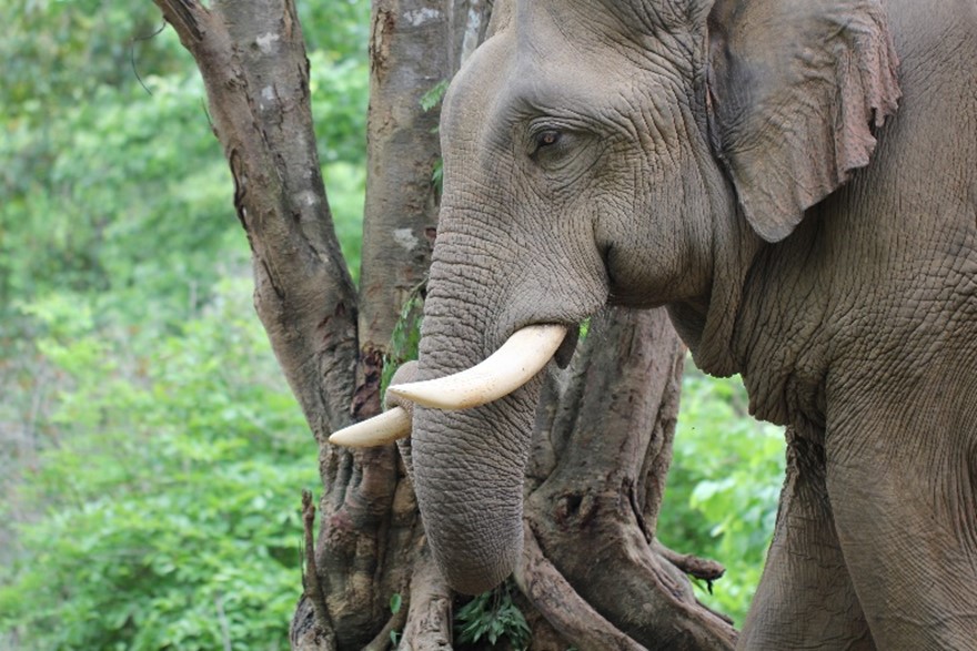 Elephants in the Myaing Hay Wun elephant camp, Myanmar - Credit: Li-Li Li, Li L-L et al., PLOS Biology, CC-BY 4.0 
