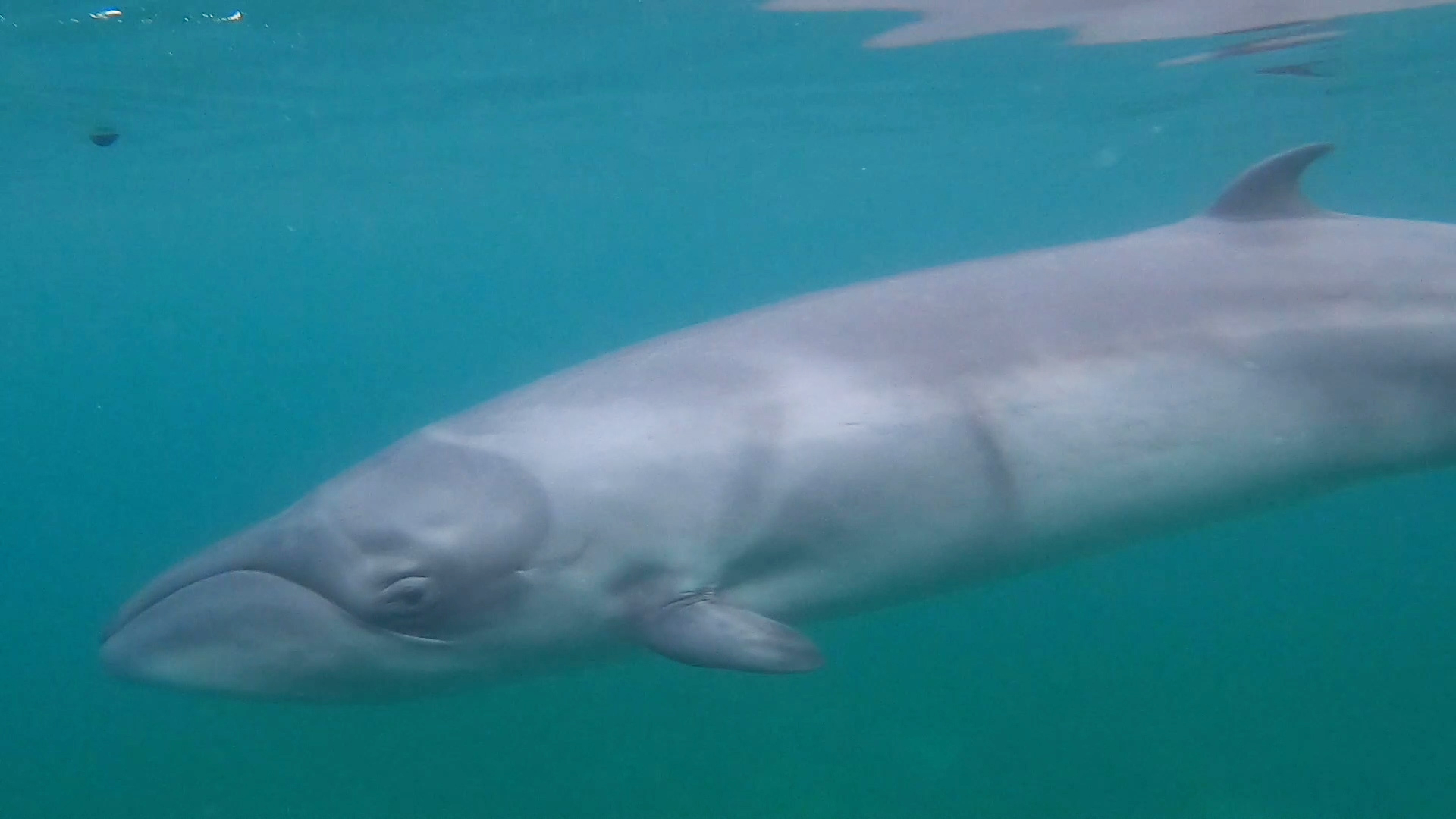 Credit: Henry Cordell.