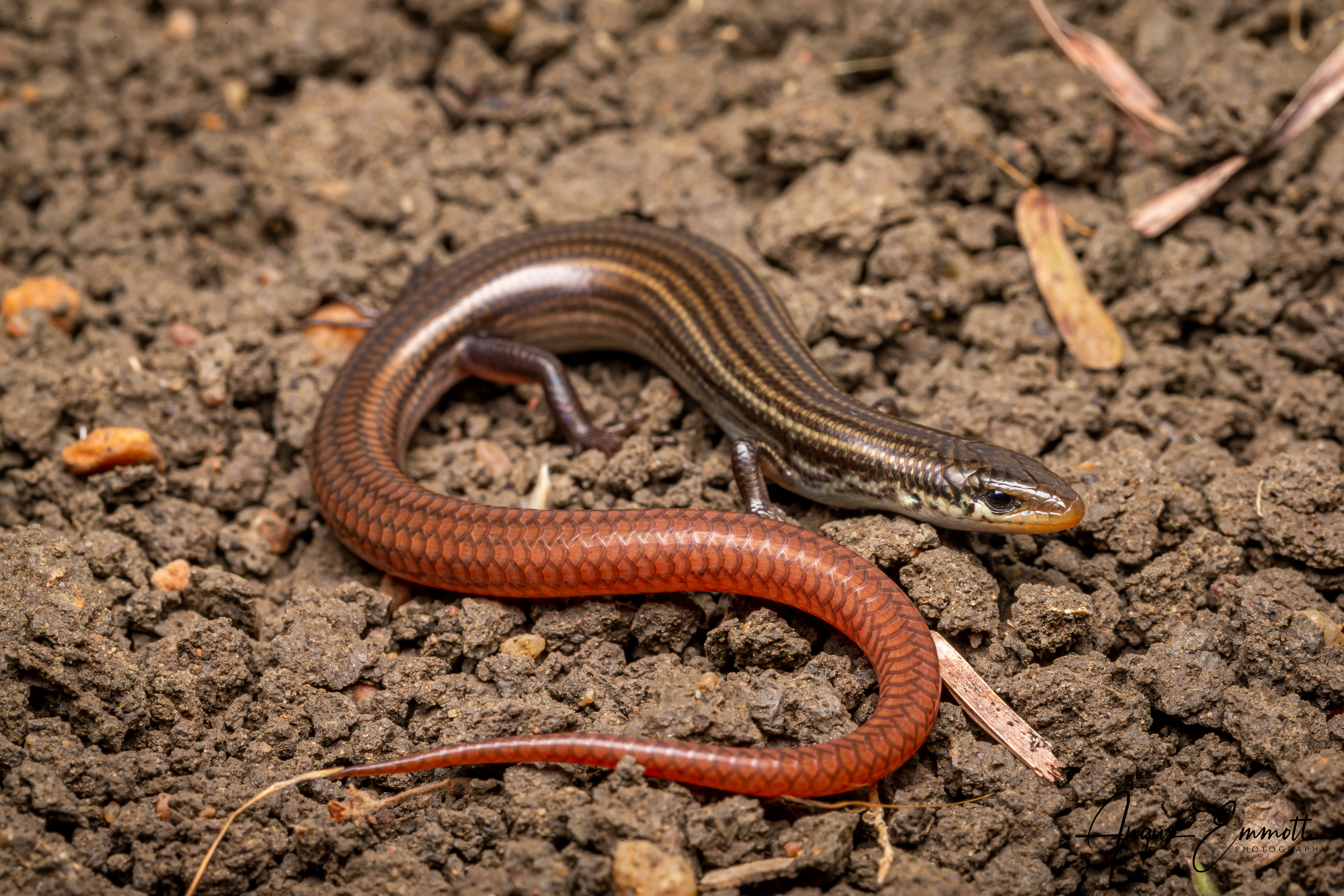 Barry Lyon's Grassland Skink