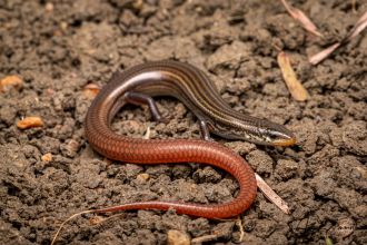 Barry Lyon's Grassland Skink